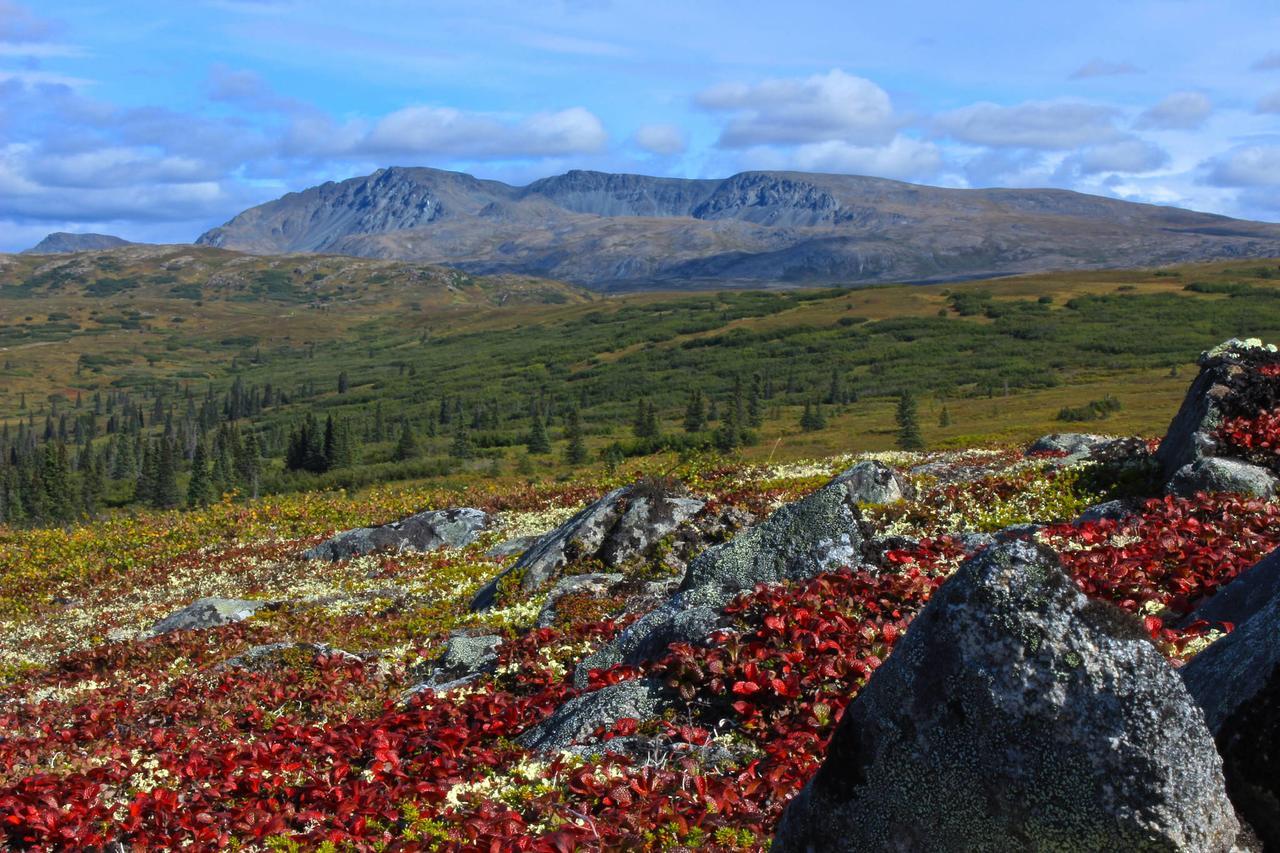 Caribou Lodge Alaska タルキートナ エクステリア 写真