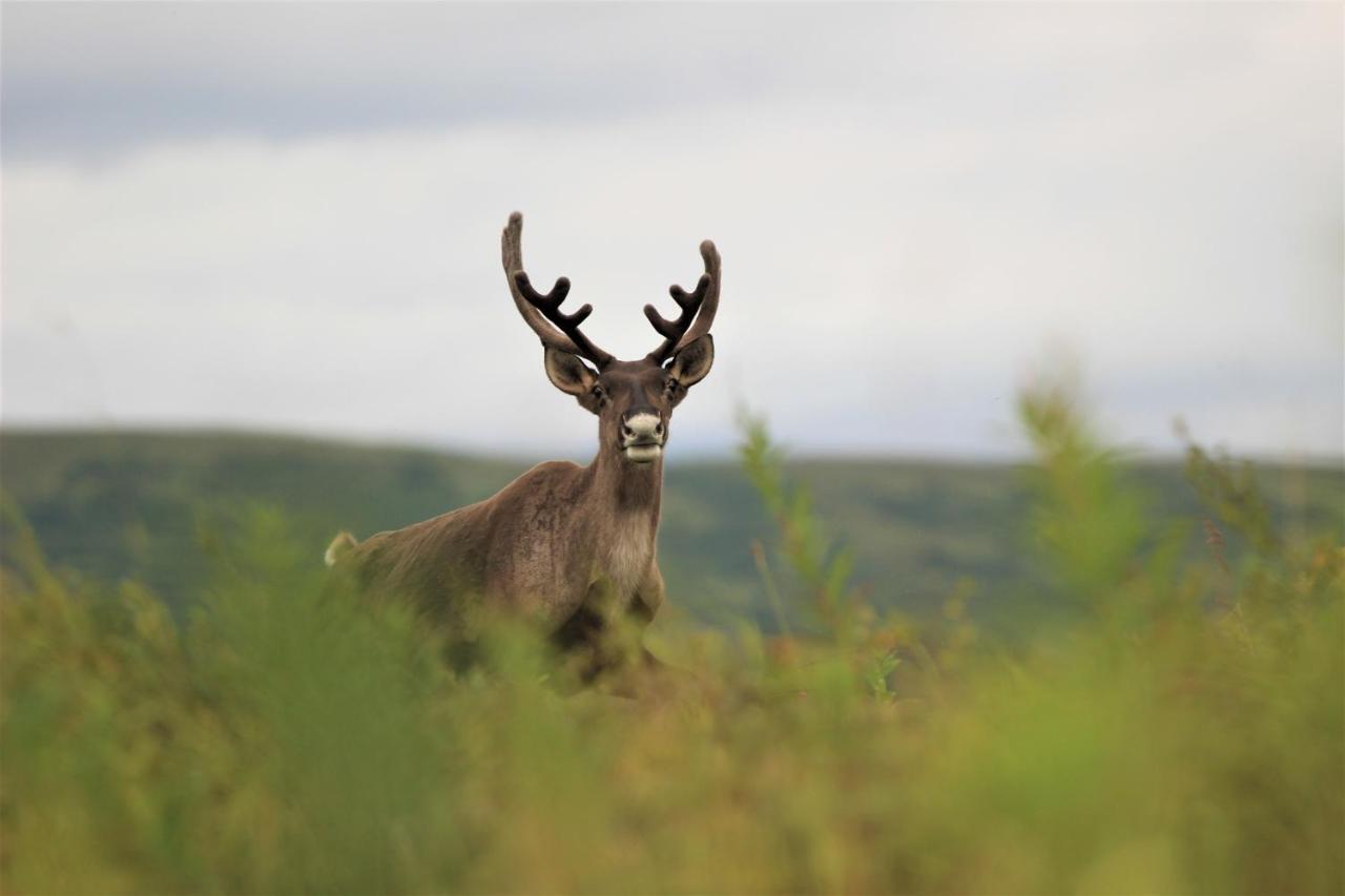 Caribou Lodge Alaska タルキートナ エクステリア 写真