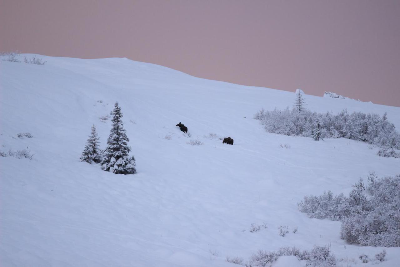 Caribou Lodge Alaska タルキートナ エクステリア 写真